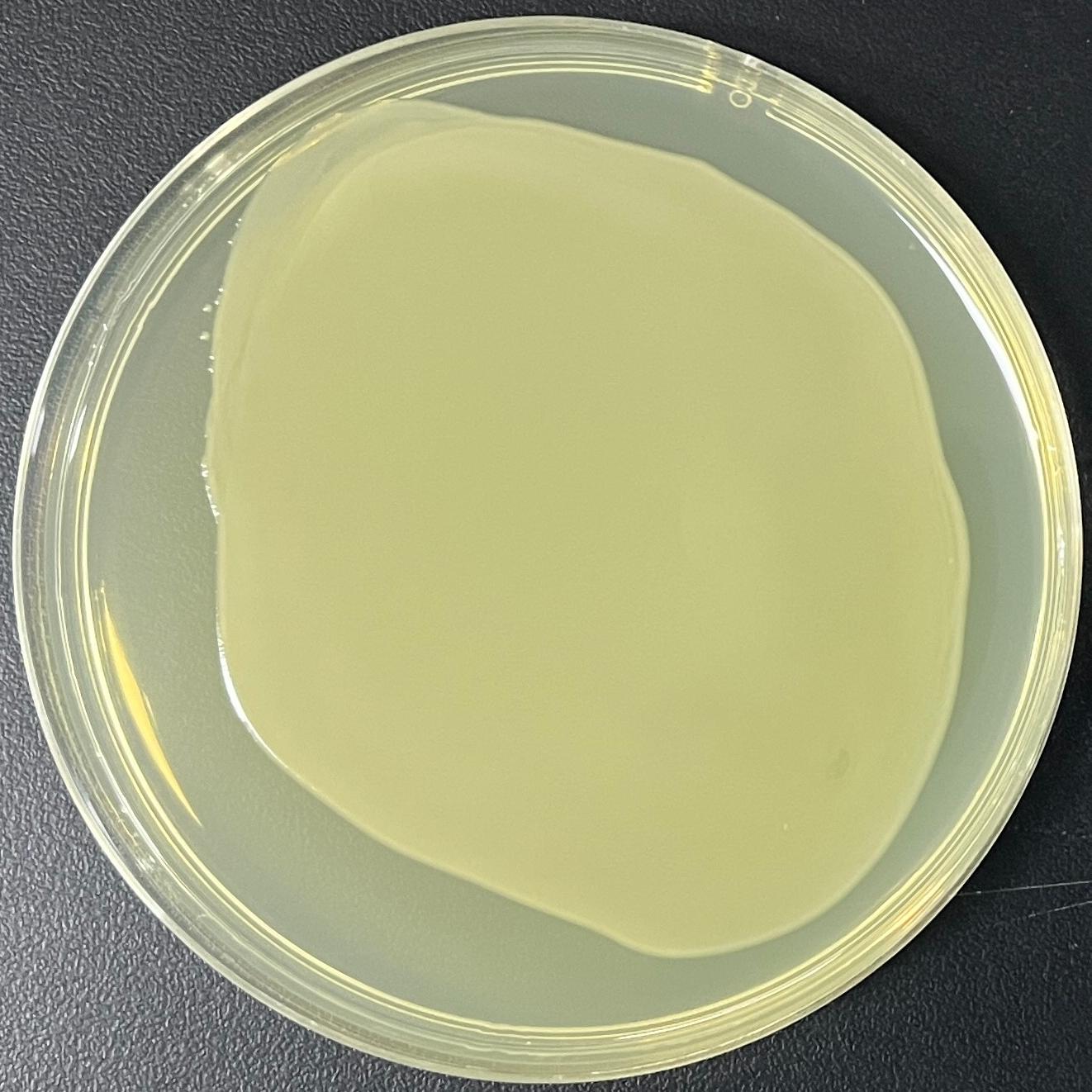 DH5α (containing pET-32b plasmid) E. coli-BNCC
