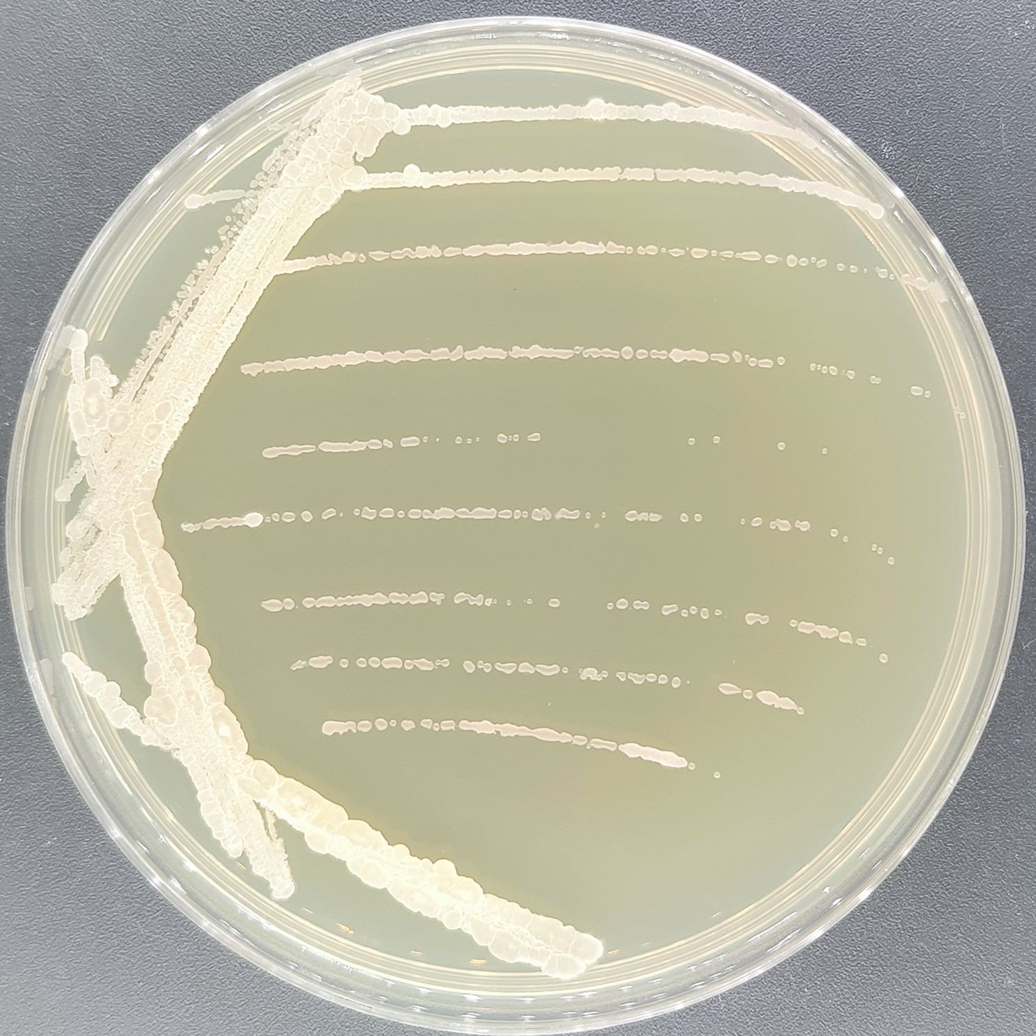 Bacillus thuringiensis-BNCC