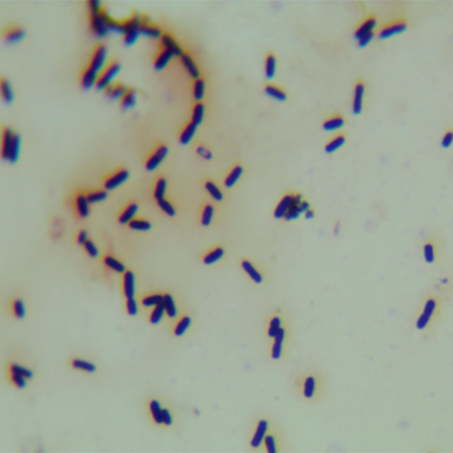 Bacillus thuringiensis-BNCC
