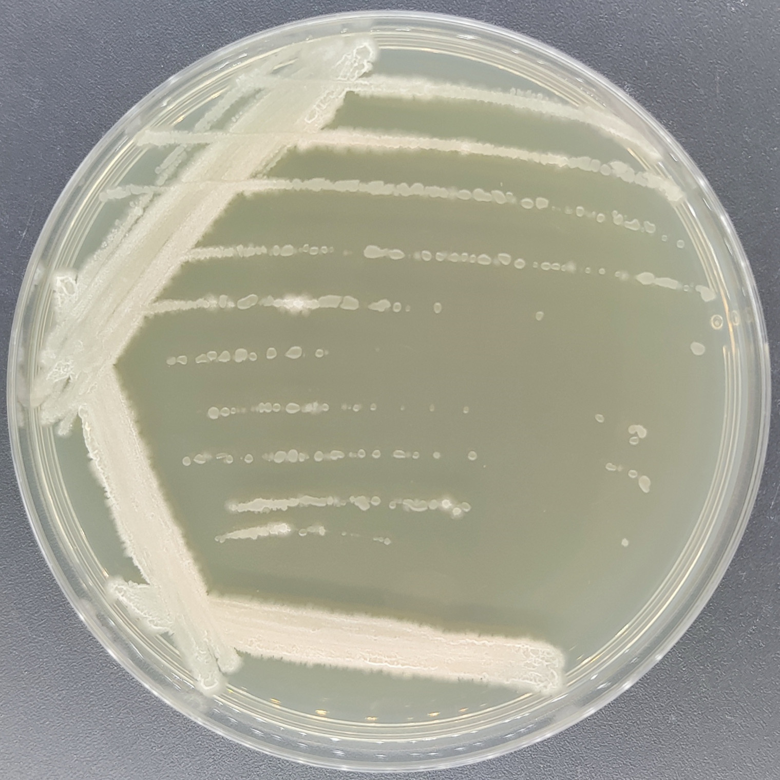 Bacillus thuringiensis-BNCC