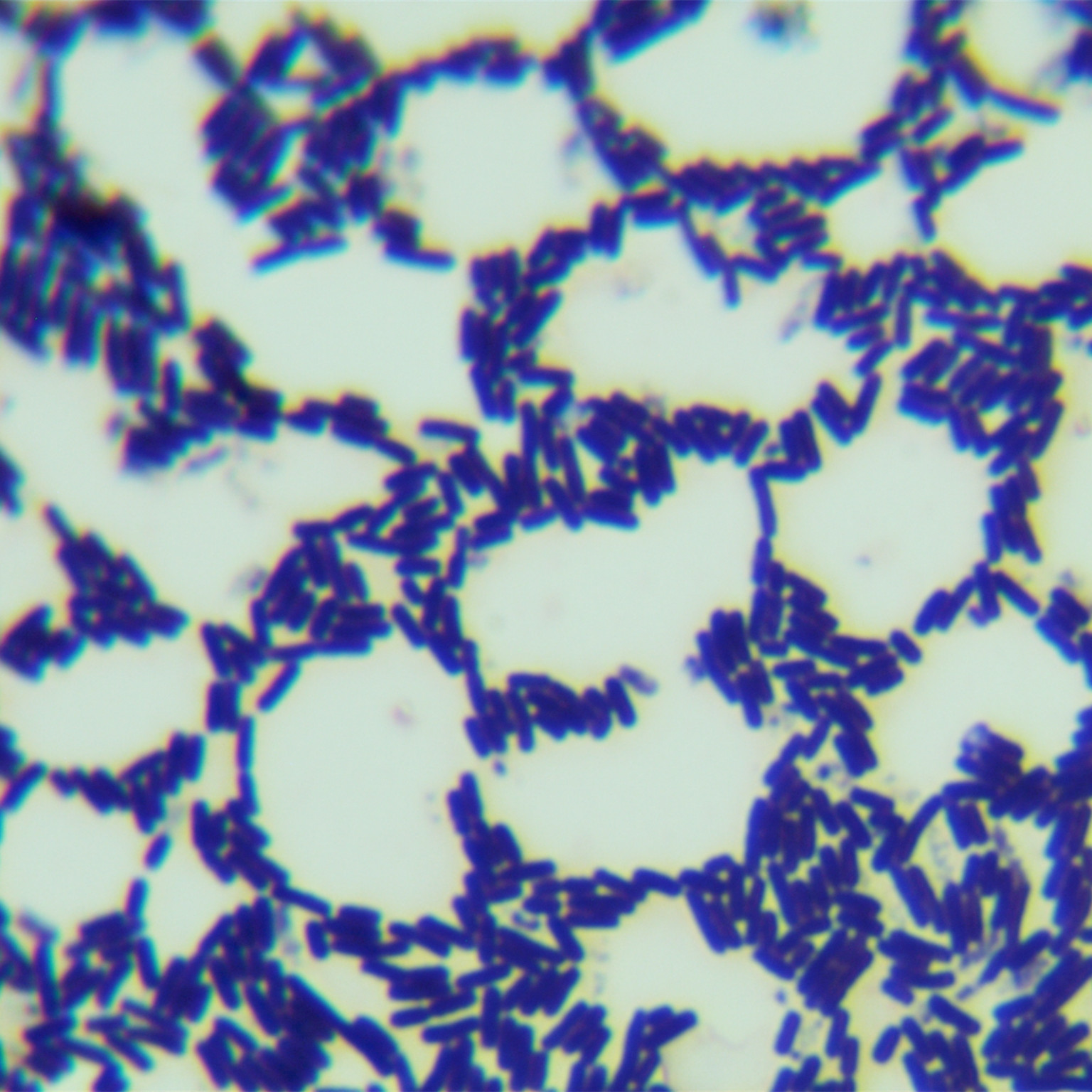 Bacillus thuringiensis-BNCC