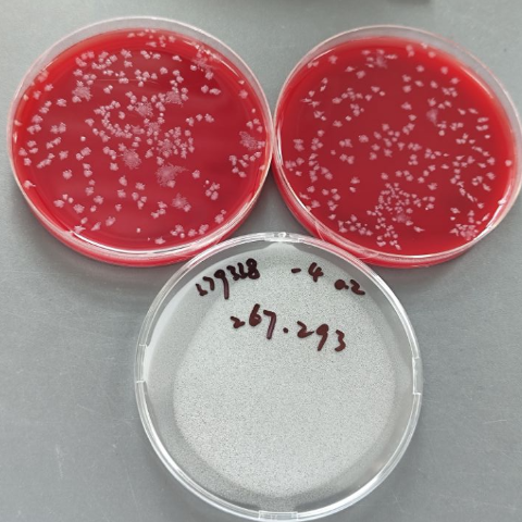 Clostridium butyricum-BNCC