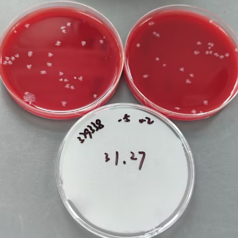 Clostridium butyricum-BNCC