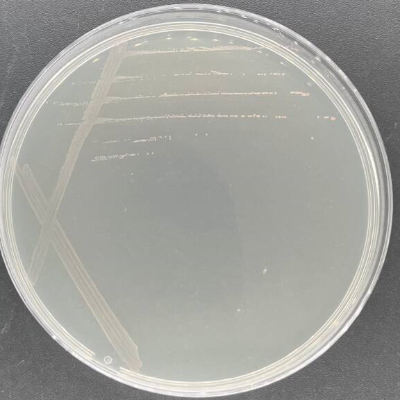 Marine sulfur reducing cocci-BNCC