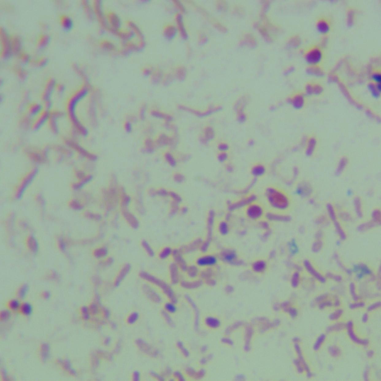 Marine sulfur reducing cocci-BNCC