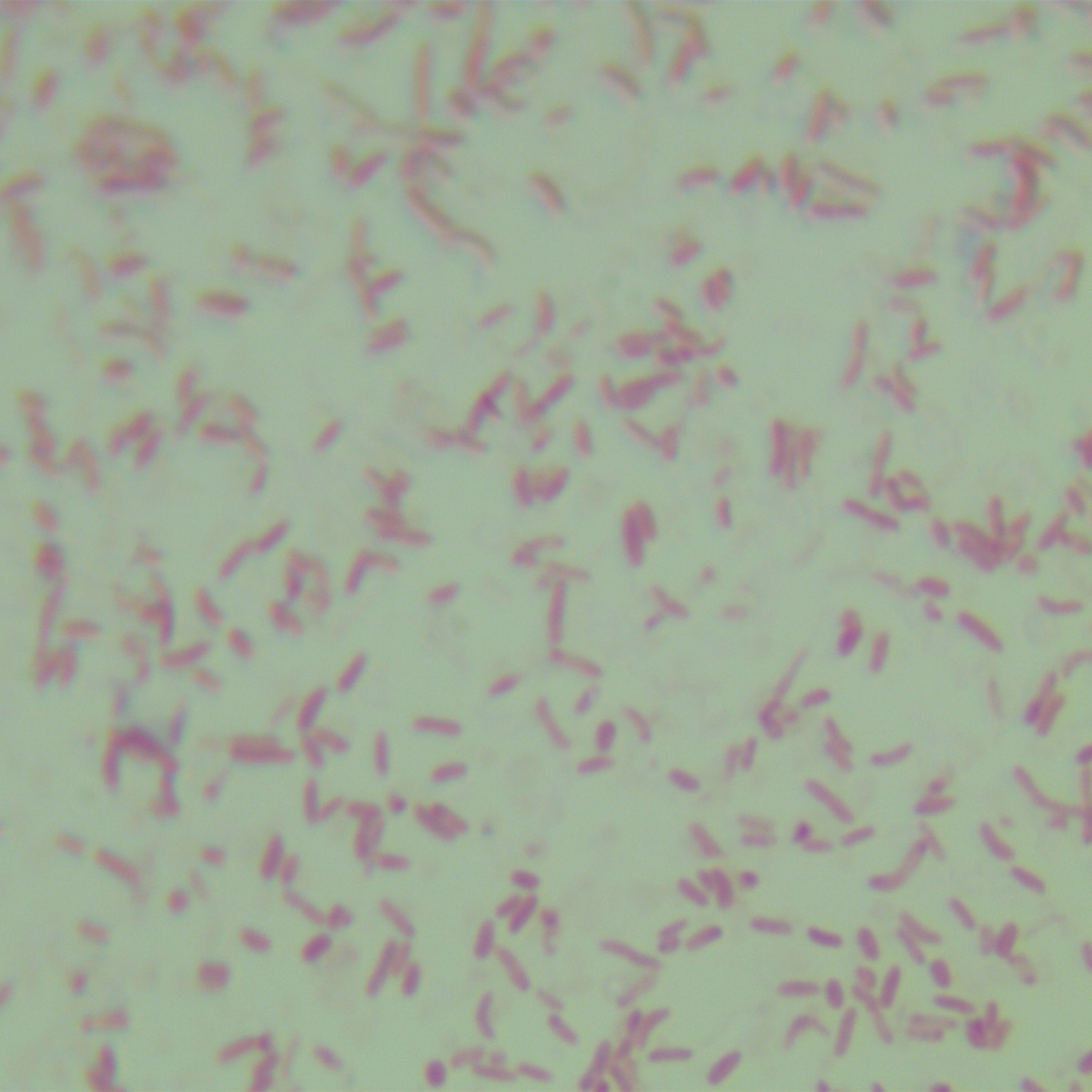Luminescent bacteria-BNCC