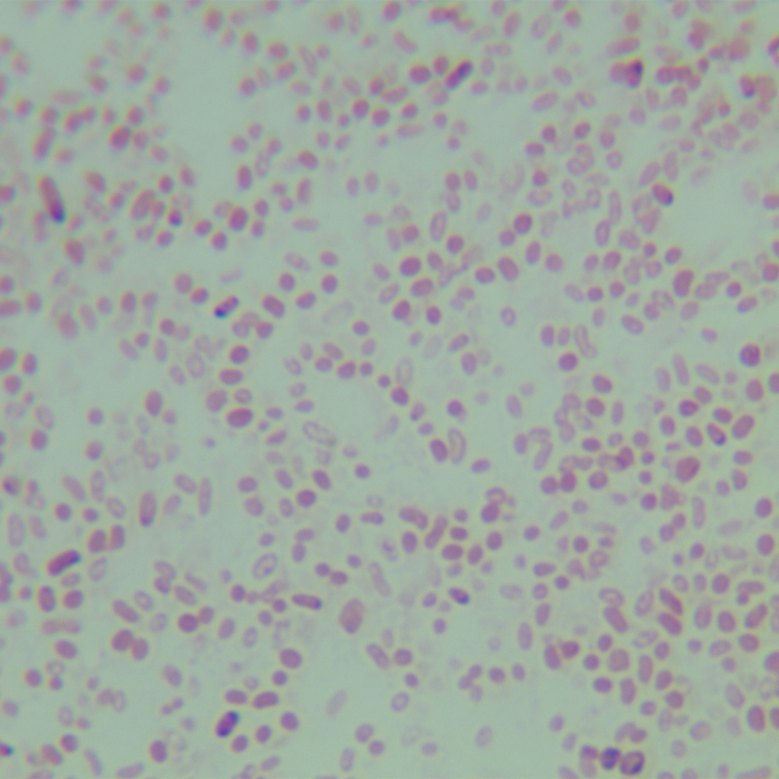 Vibrio genus-BNCC