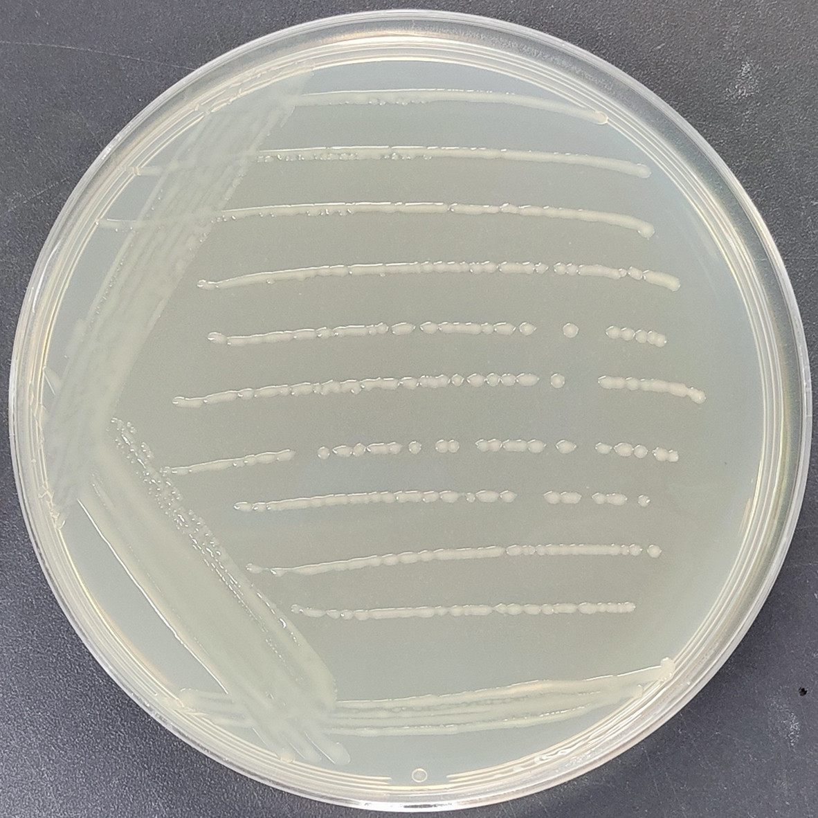 Vibrio genus-BNCC