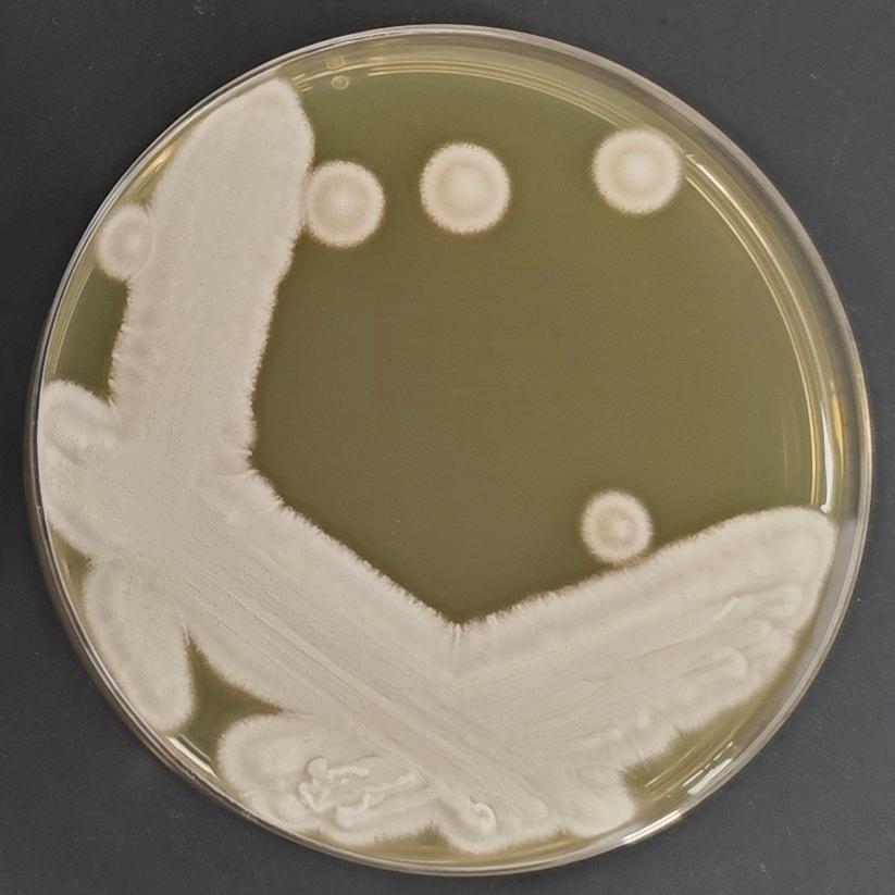 Aspergillus oryzae-BNCC