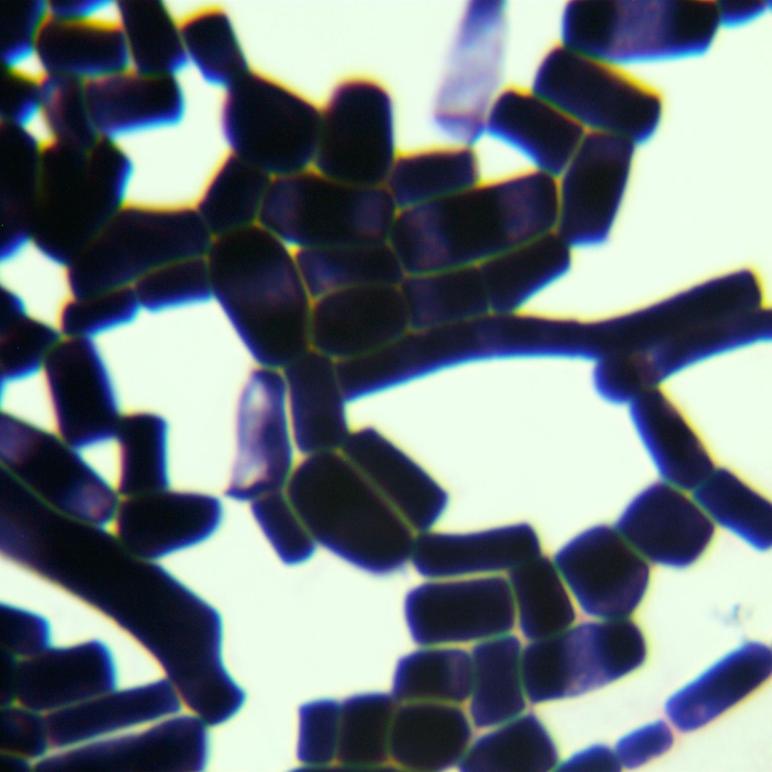 Aspergillus oryzae-BNCC
