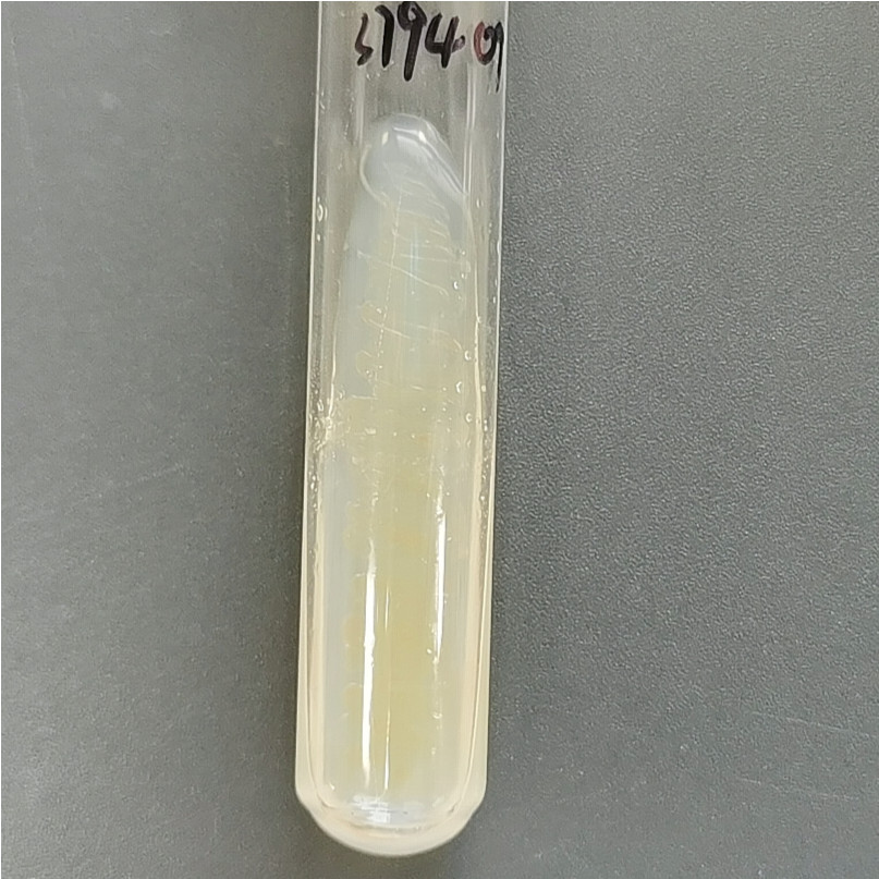Japanese Shigella-BNCC