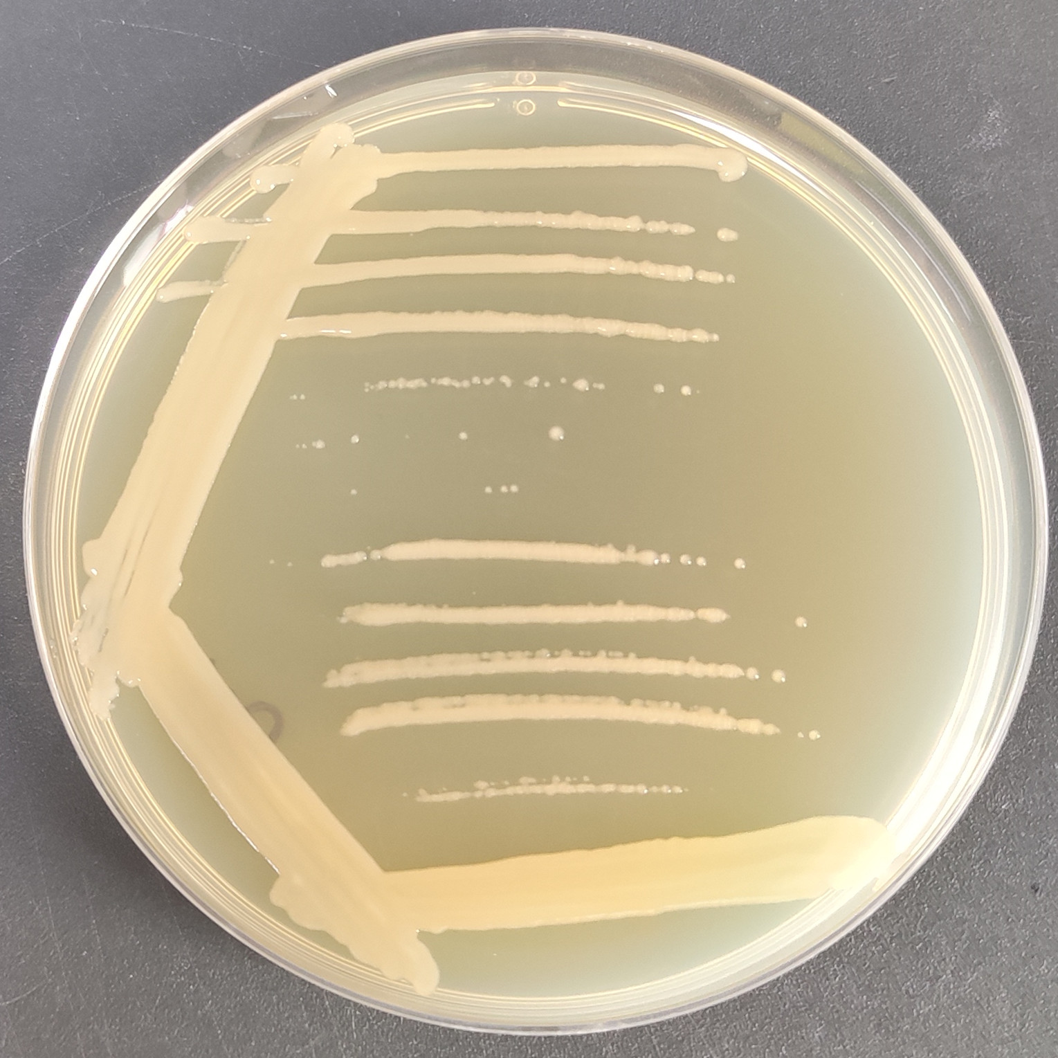 Xanthomonas campestris-BNCC