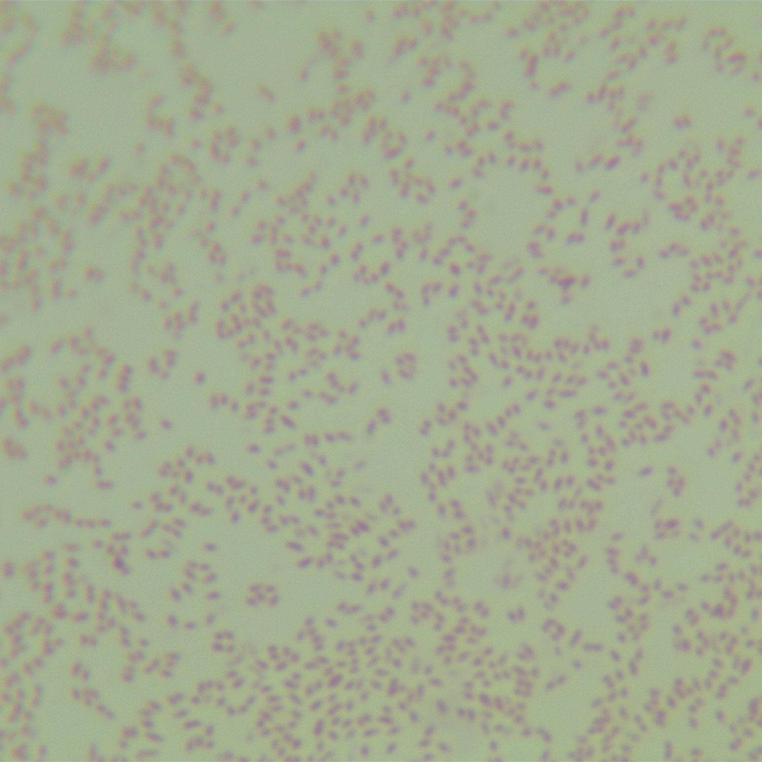 Xanthomonas campestris-BNCC