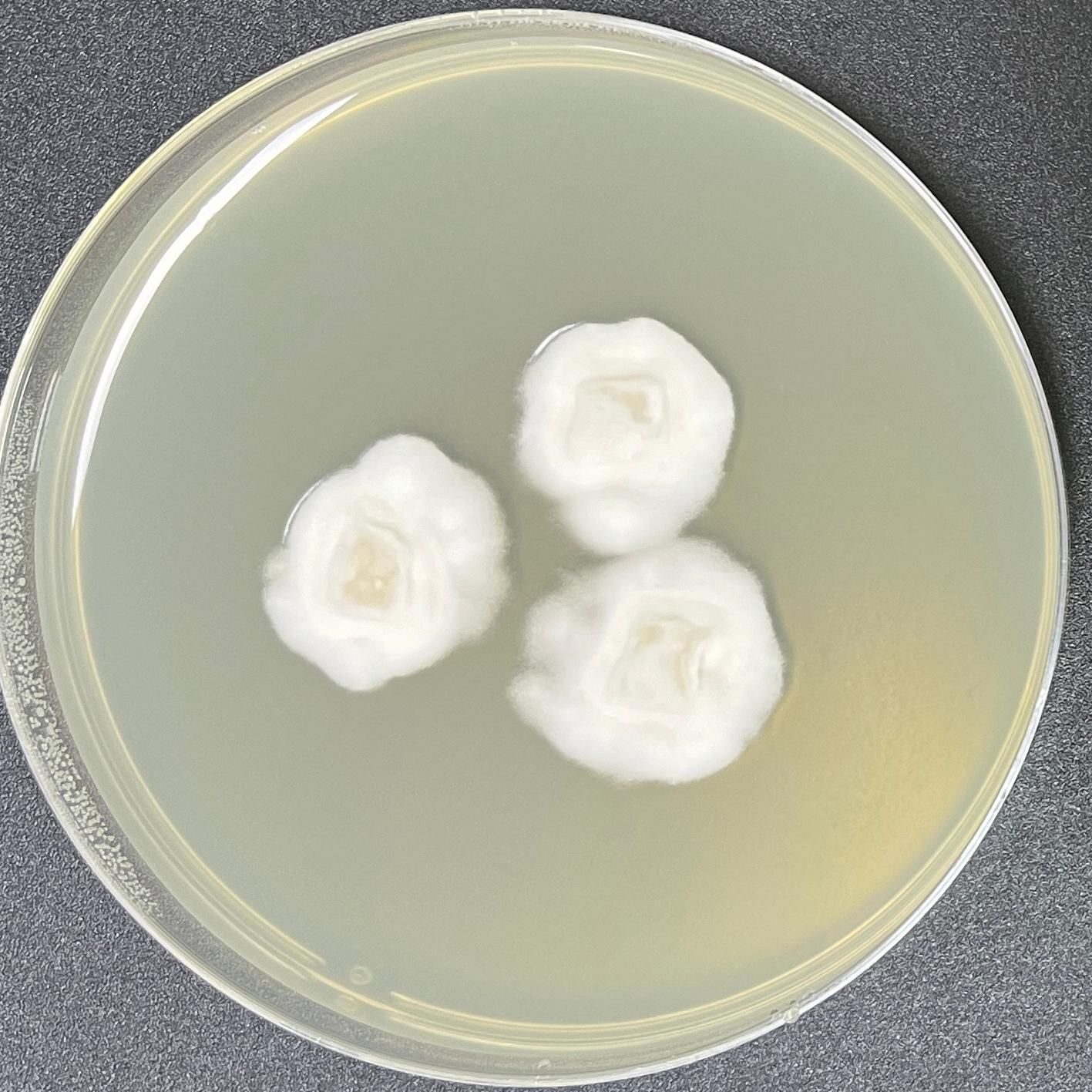 Claviceps opplismeni-BNCC