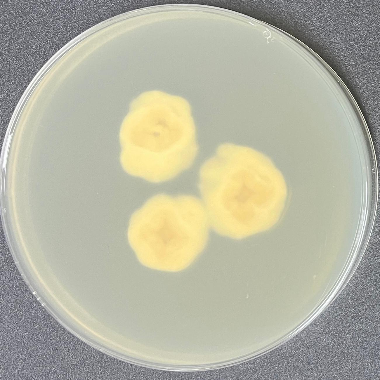 Claviceps opplismeni-BNCC