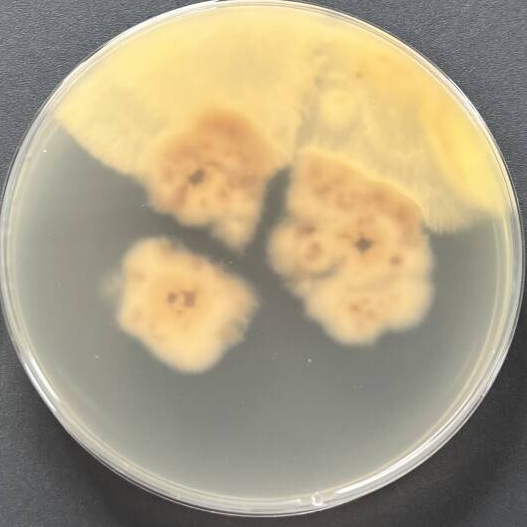 Claviceps mistangicola-BNCC