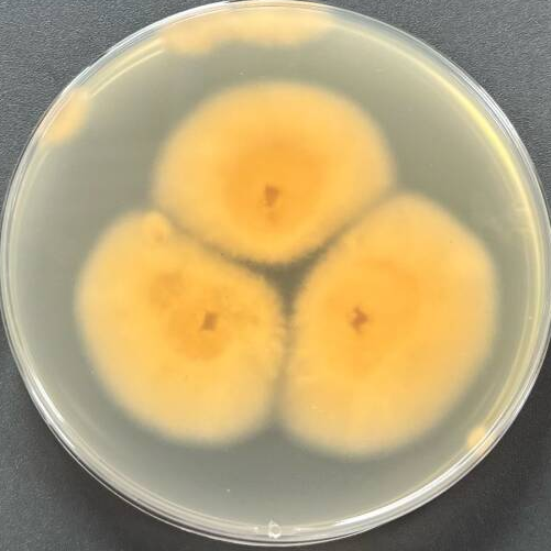 Claviceps kawatanii-BNCC