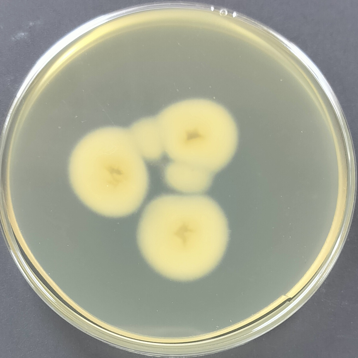 Claviceps viridis-BNCC