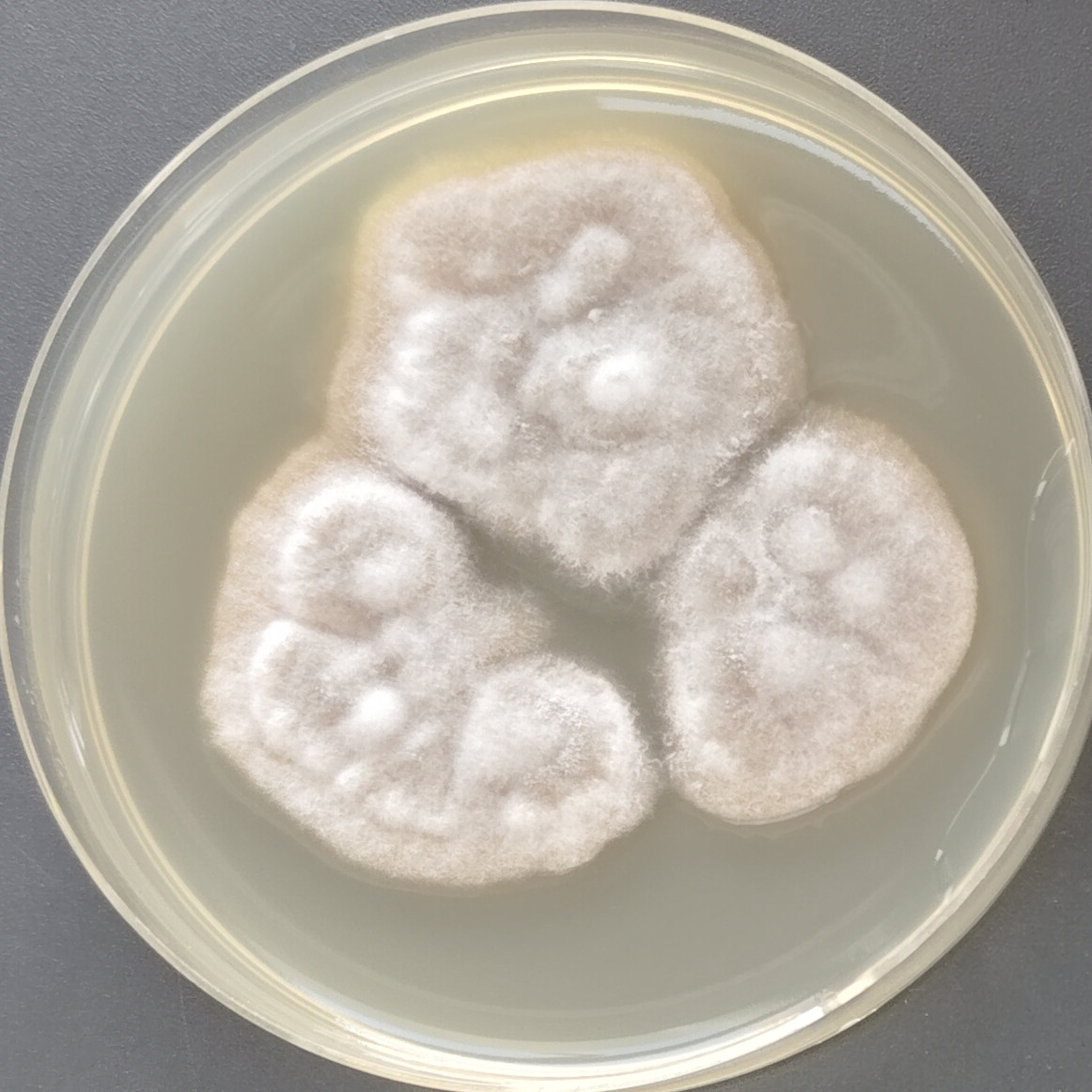 Finger shaped ergot fungus-BNCC