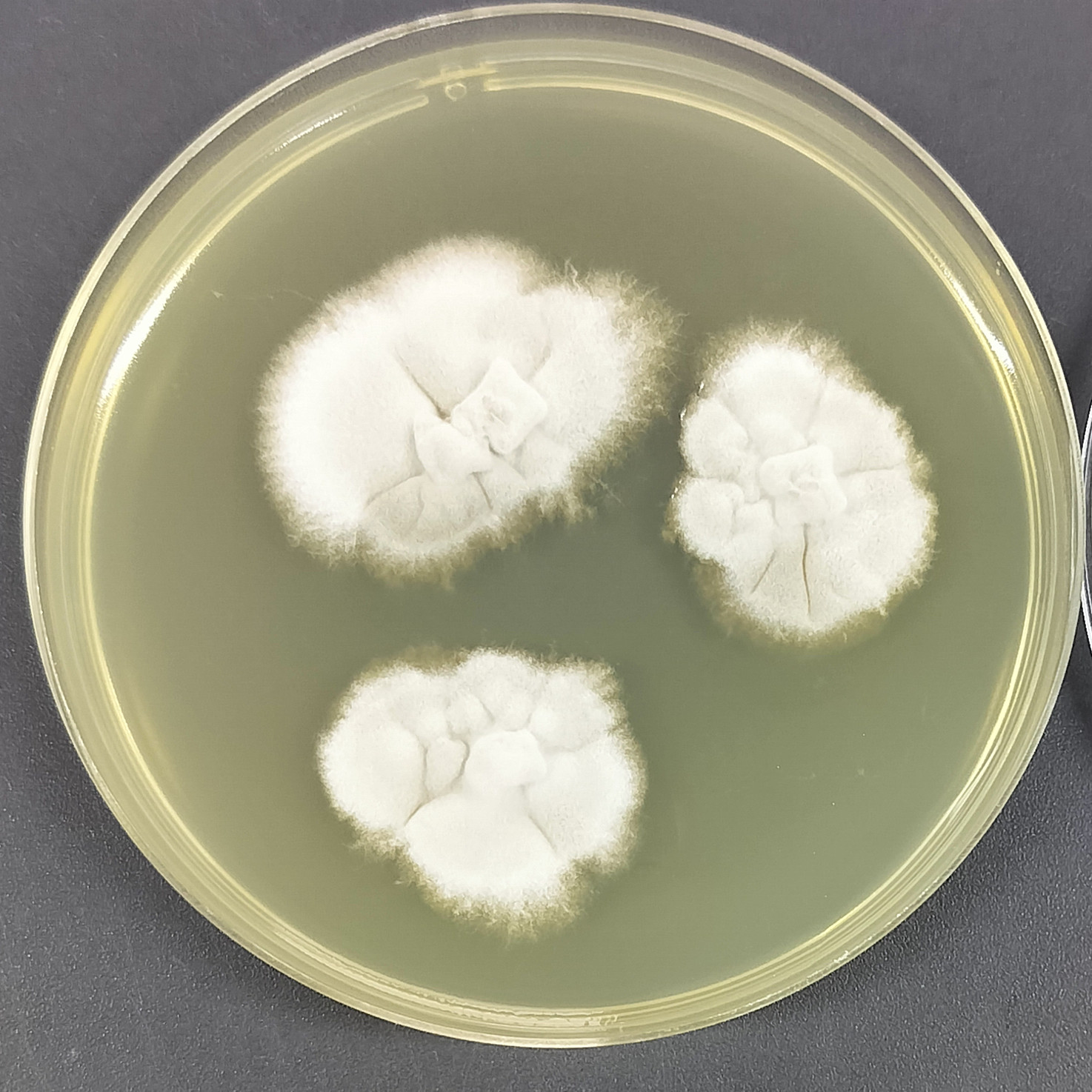 Bacillus subtilis-BNCC