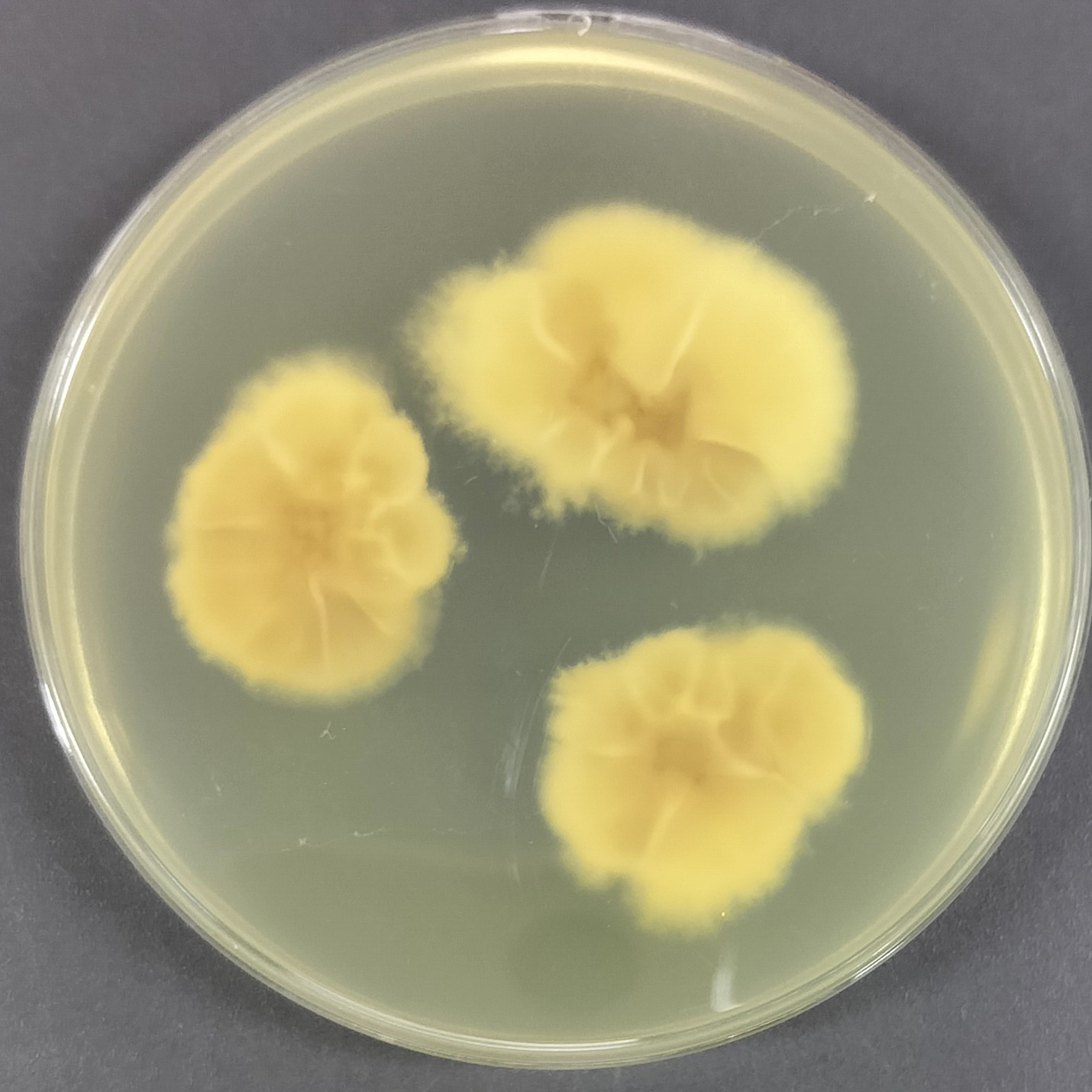 Bacillus subtilis-BNCC