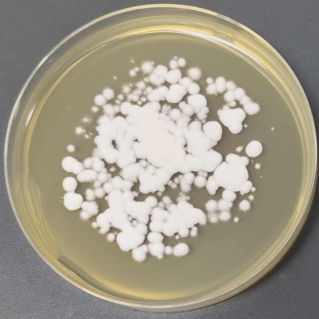 Fusarium oxysporum-BNCC