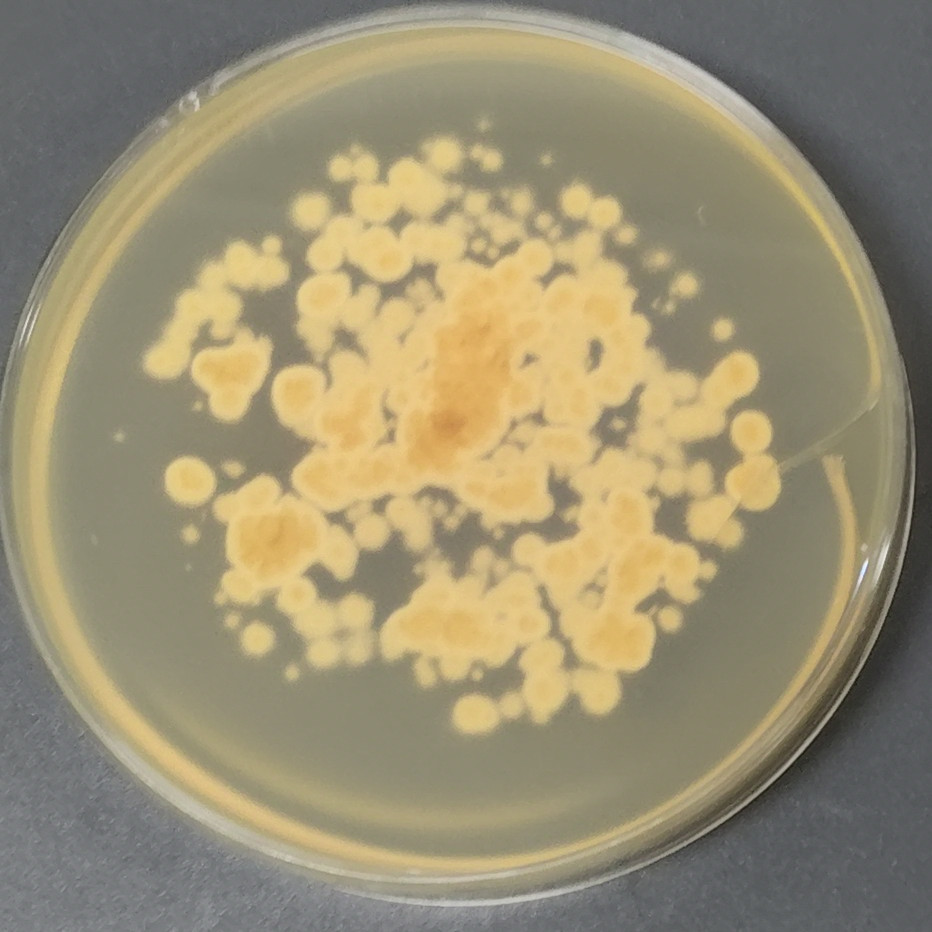 Fusarium oxysporum-BNCC