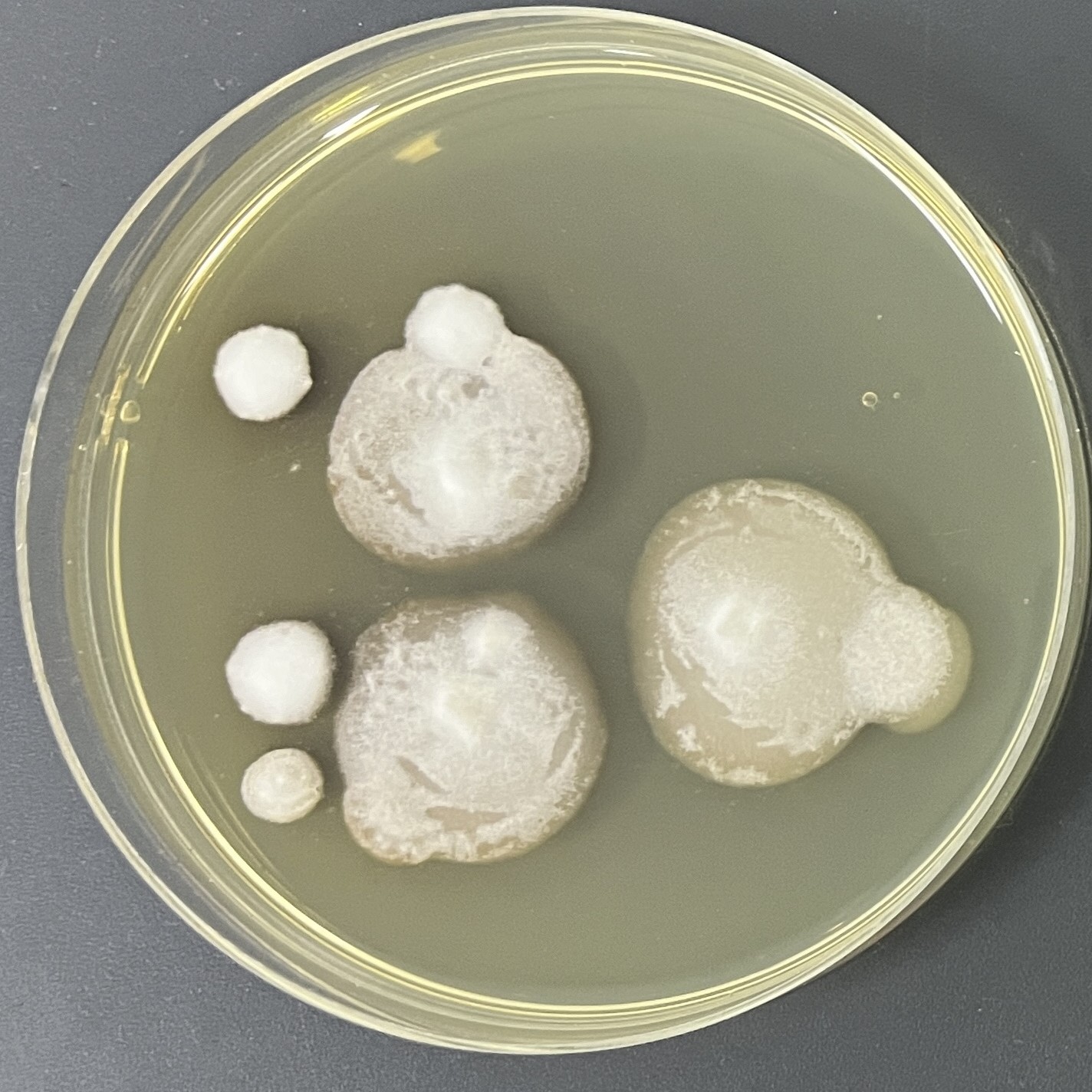 Lactobacillus-BNCC
