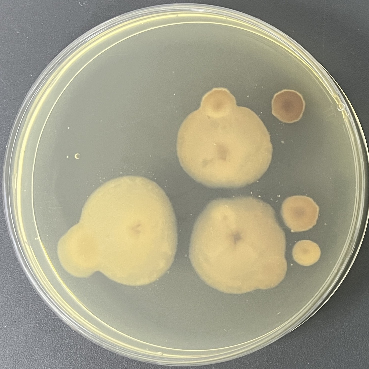 Lactobacillus-BNCC