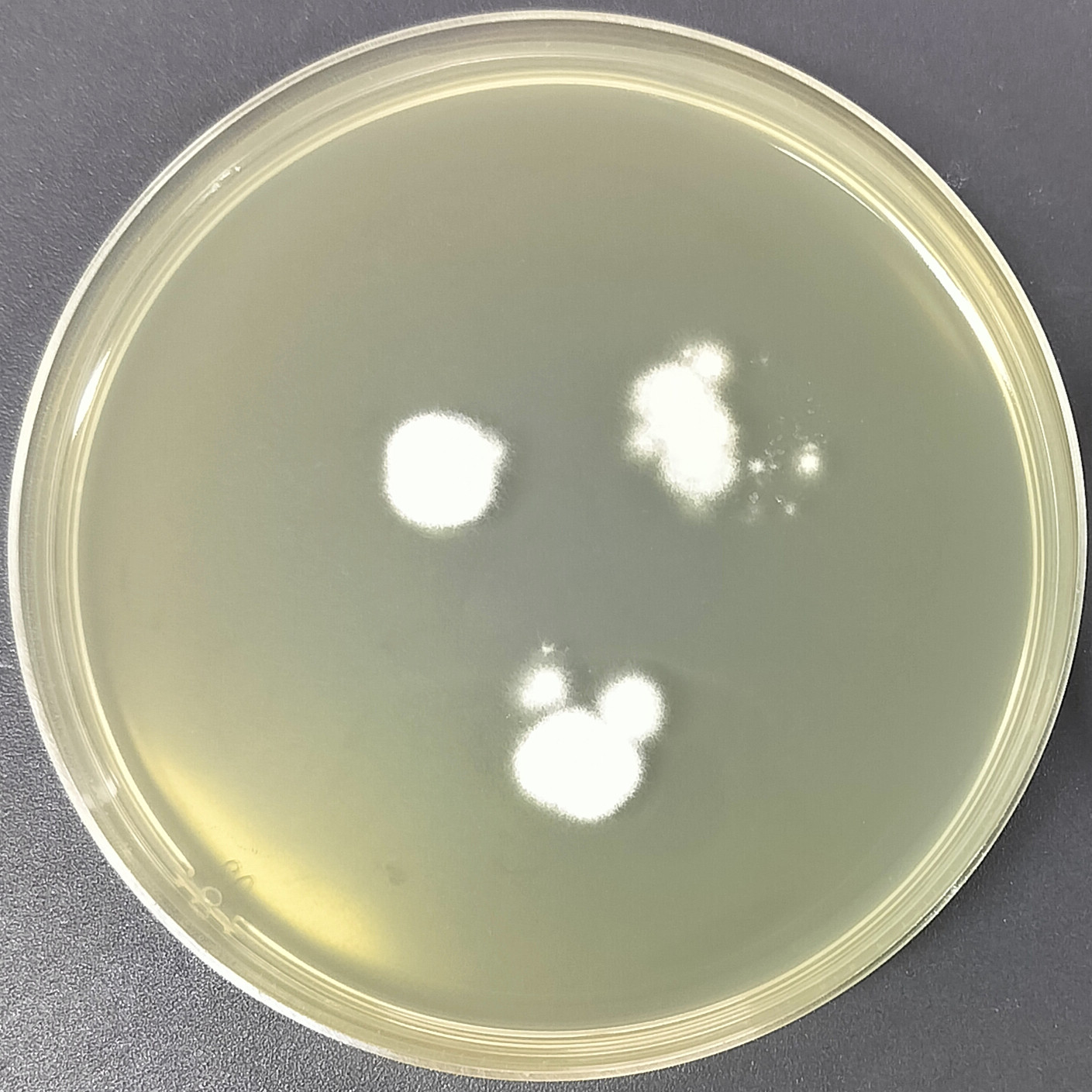 Lemon yellow ergot fungus-BNCC