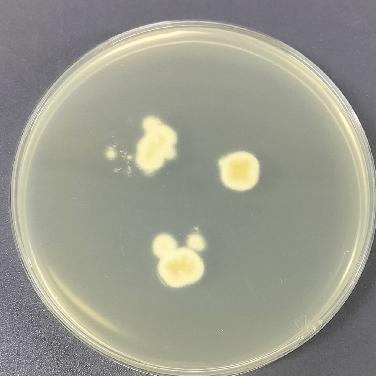 Lemon yellow ergot fungus-BNCC