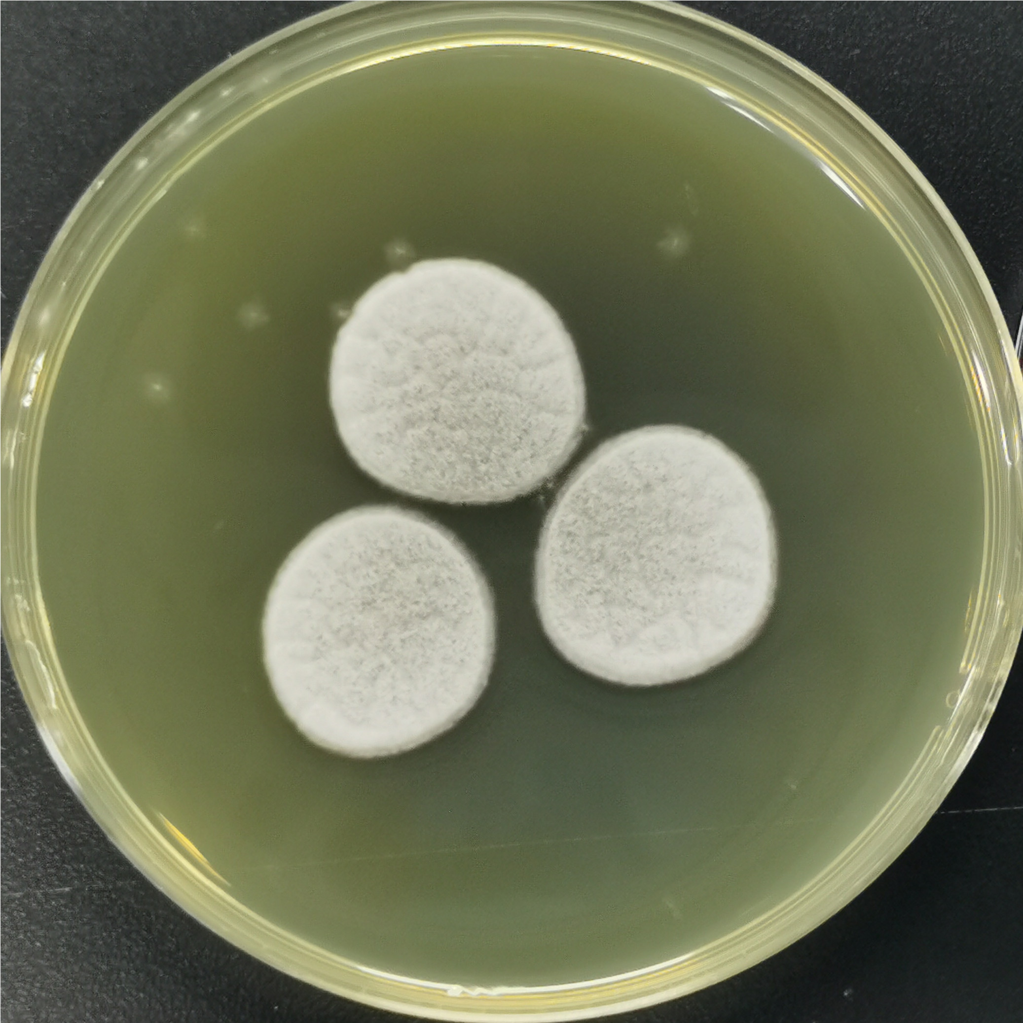 Small spore ergot fungus-BNCC