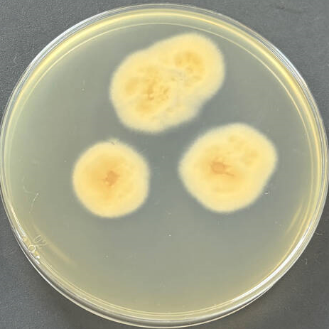 Echinochloa cruzi ergot fungus-BNCC