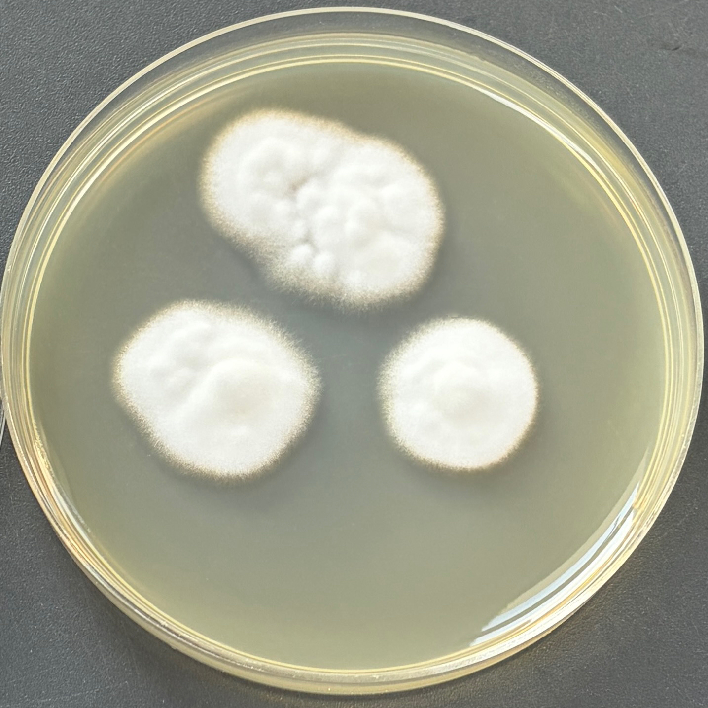 Echinochloa cruzi ergot fungus-BNCC