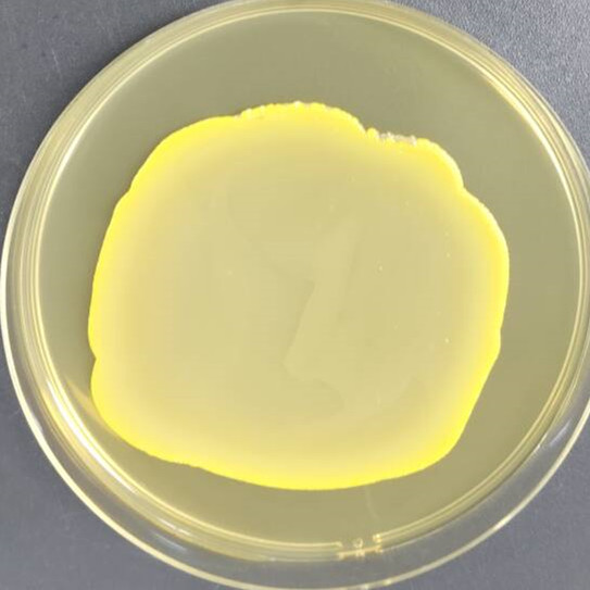 Bacillus cereus-BNCC