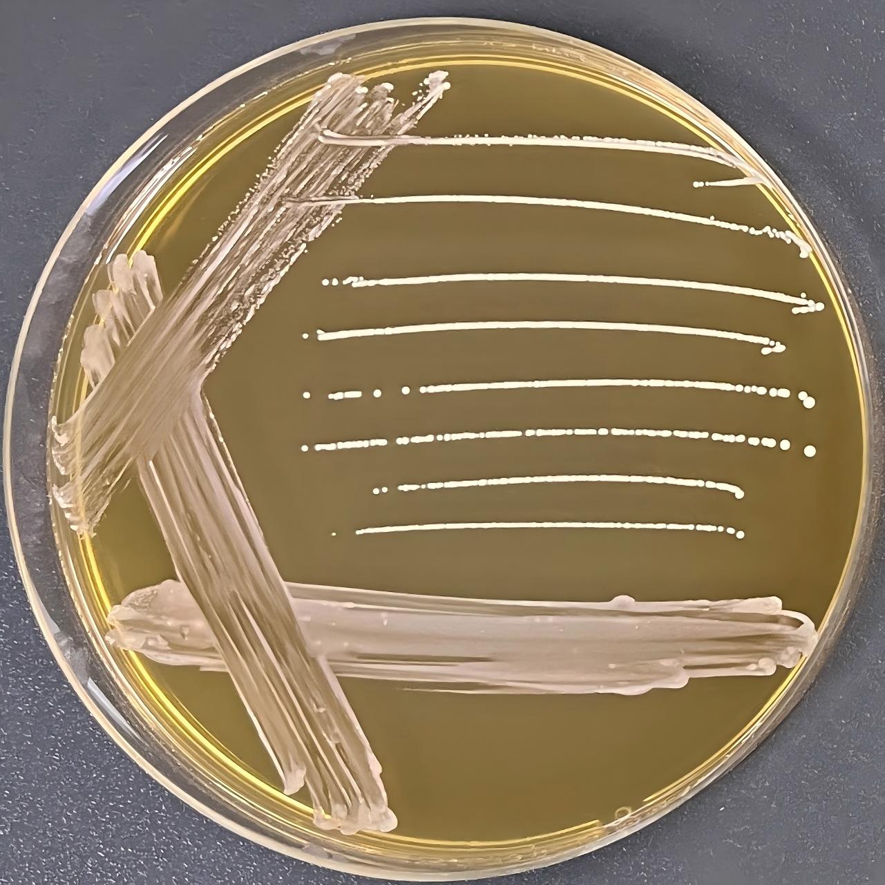 Lactobacillus plantarum-BNCC