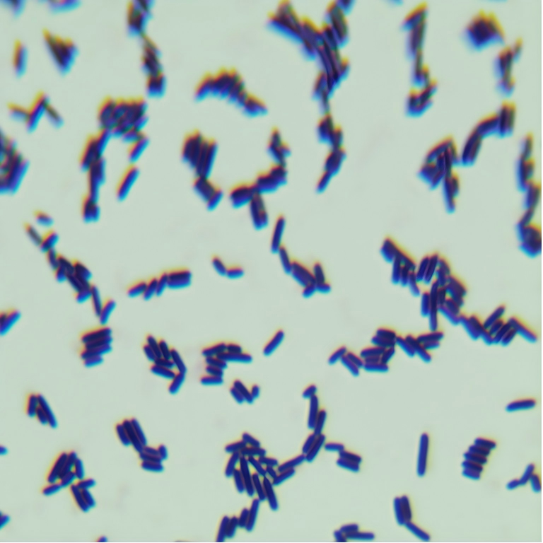 Lactobacillus plantarum-BNCC