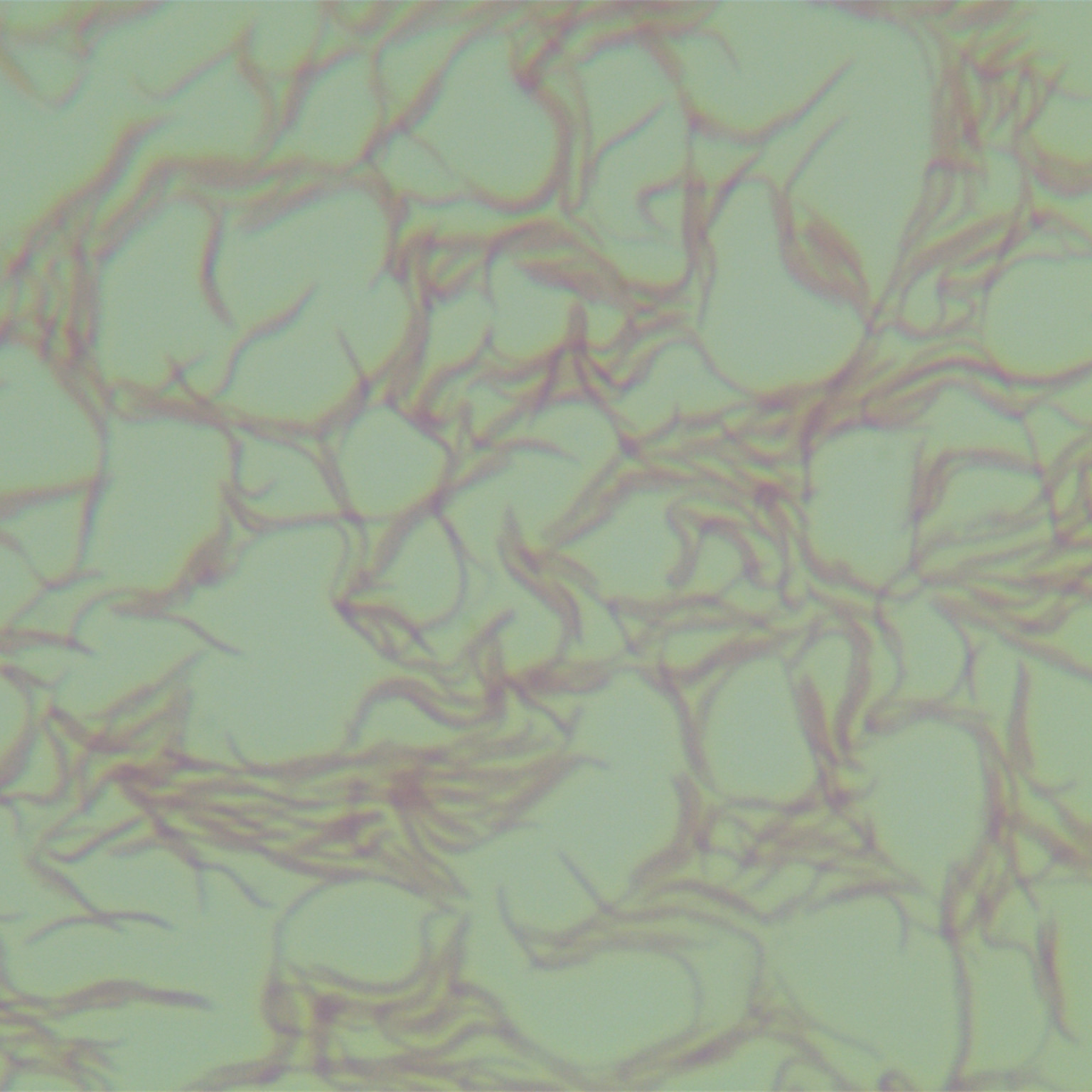 Particle carbon dioxide fiber eating bacteria-BNCC
