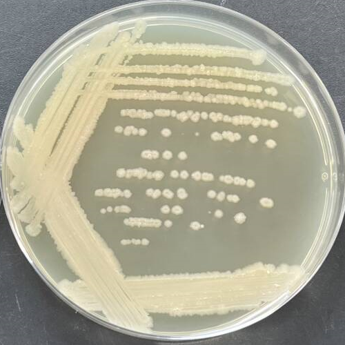 Bacillus genus-BNCC