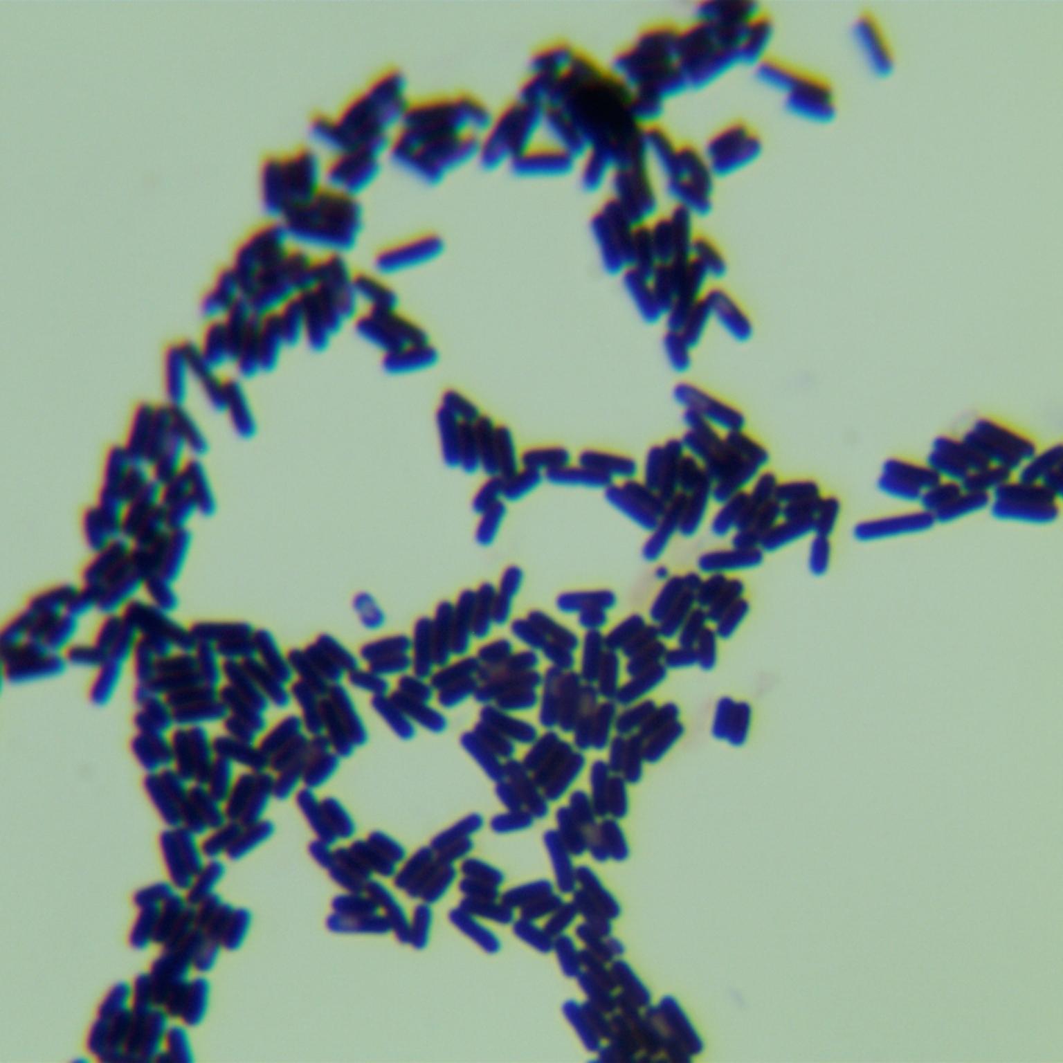 Bacillus genus-BNCC