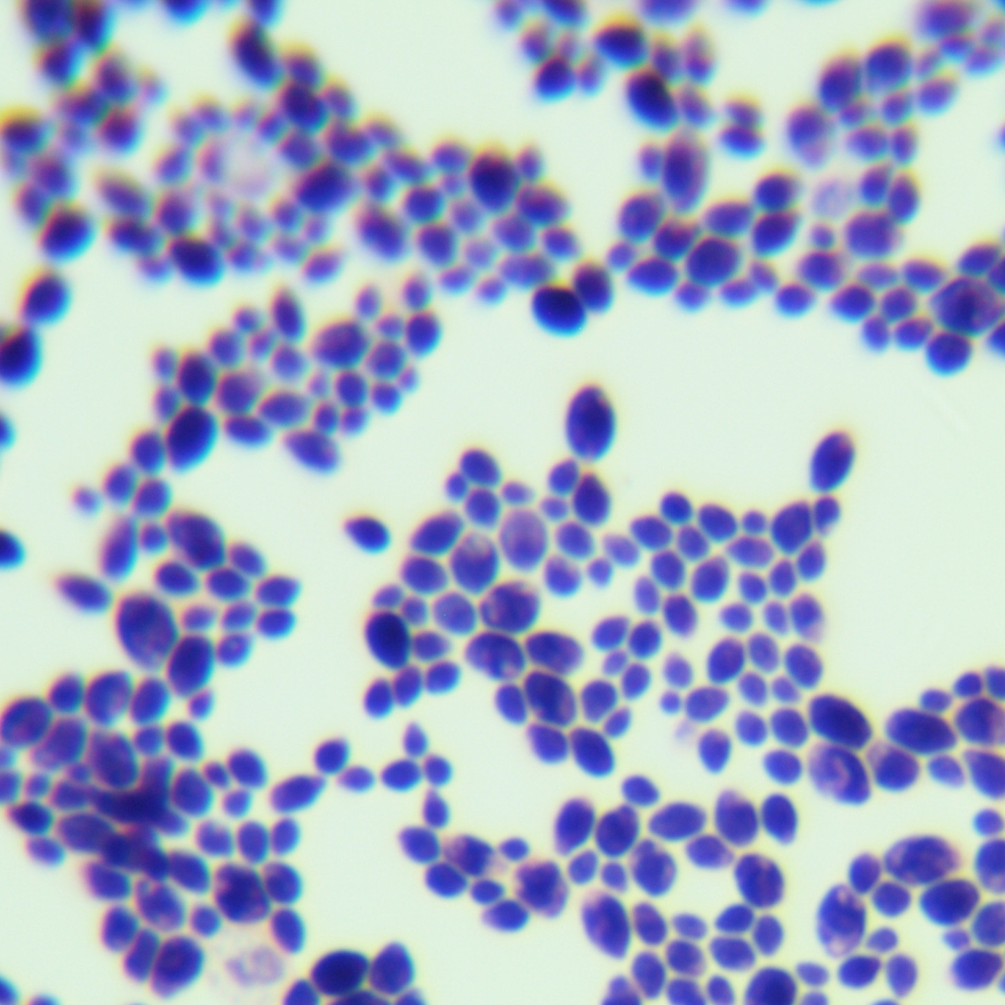 Candida ducroi-BNCC