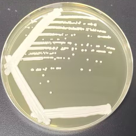 Candida ducroi-BNCC