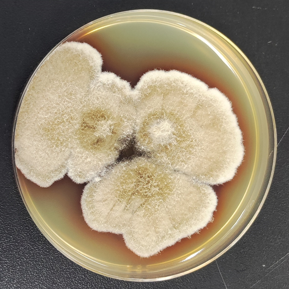 Streptomyces-BNCC