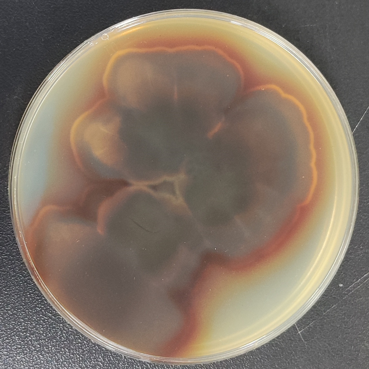 Streptomyces-BNCC