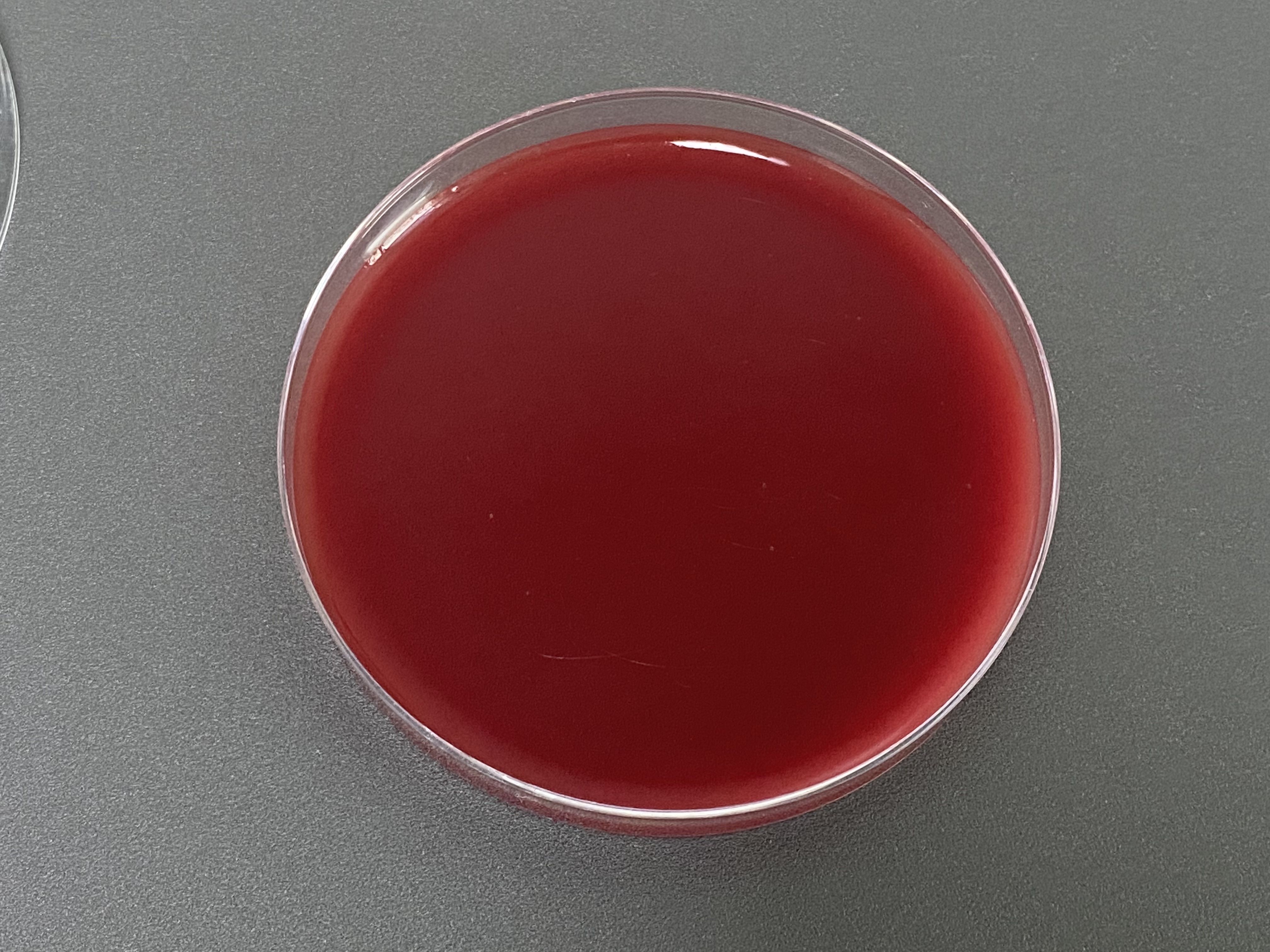 Streptococcus intermedius Nucleic Acid Reference Material (Thermally Inactivated) (Strong Positive)-BNCC