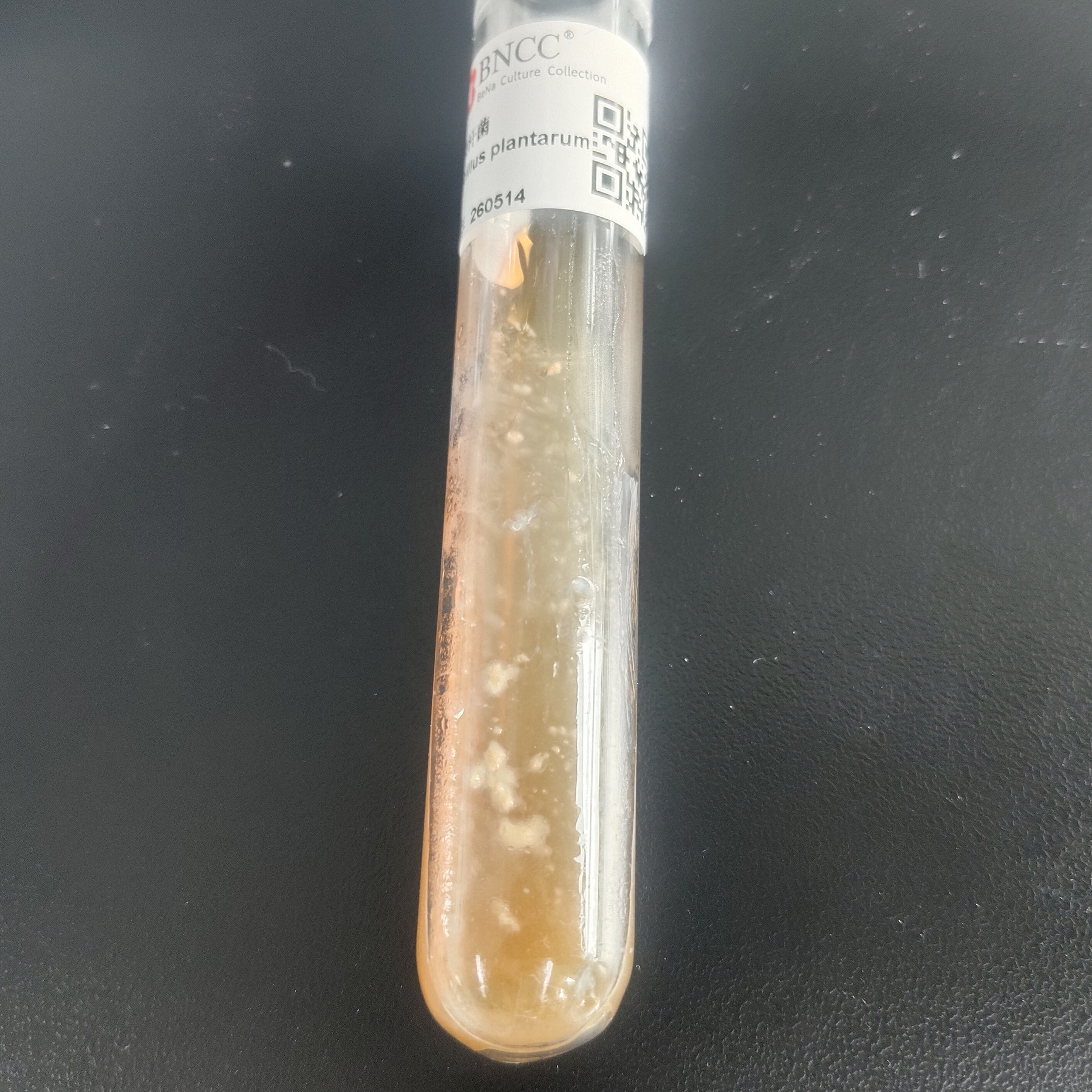Bacillus plantarum-BNCC