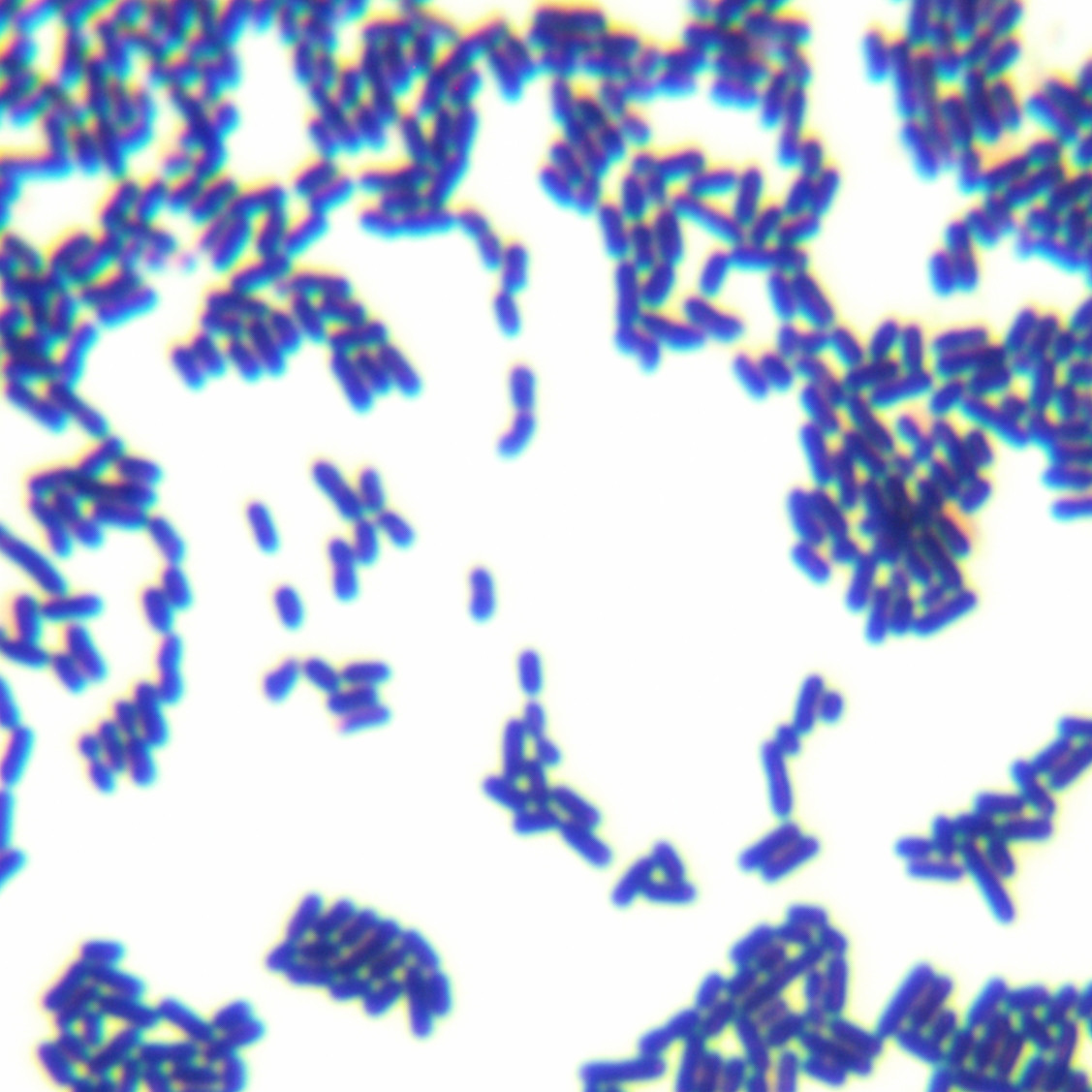 Bacillus plantarum-BNCC