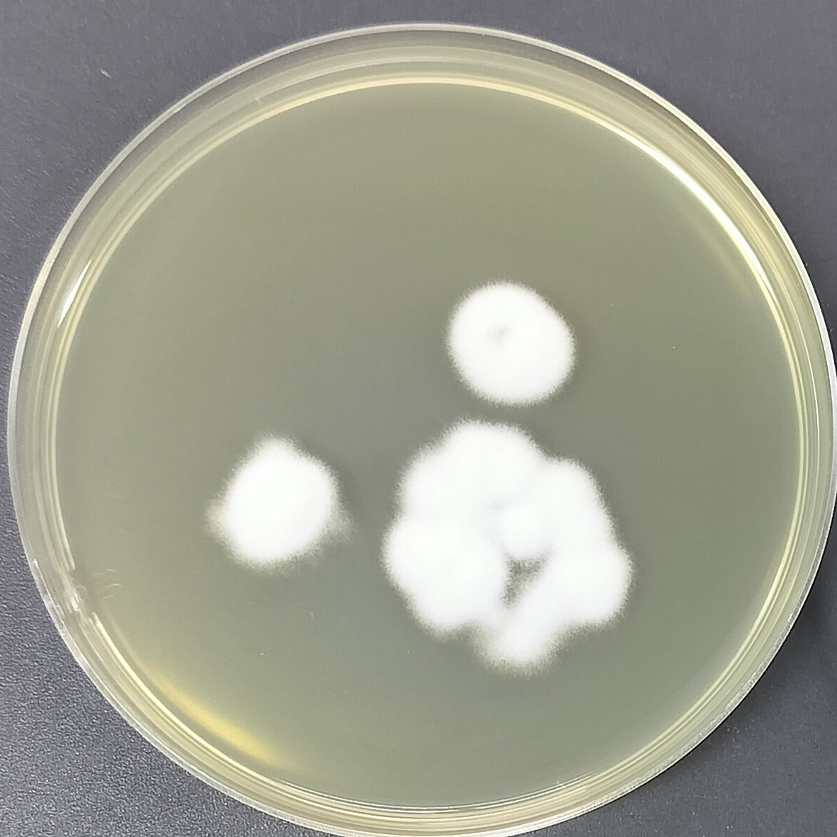 Langdon ergot fungus-BNCC