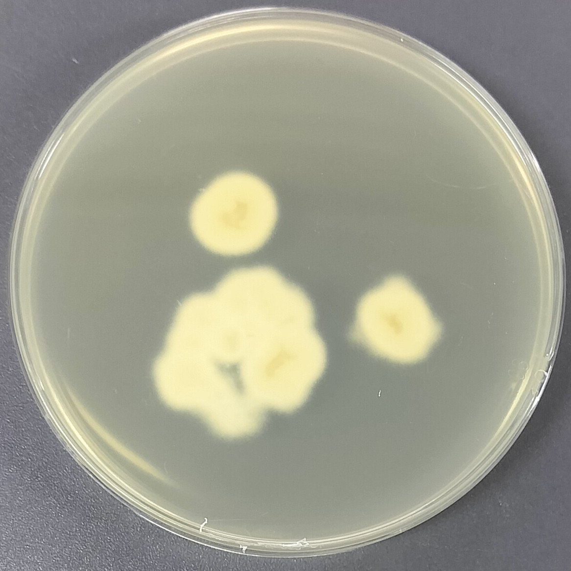 Langdon ergot fungus-BNCC