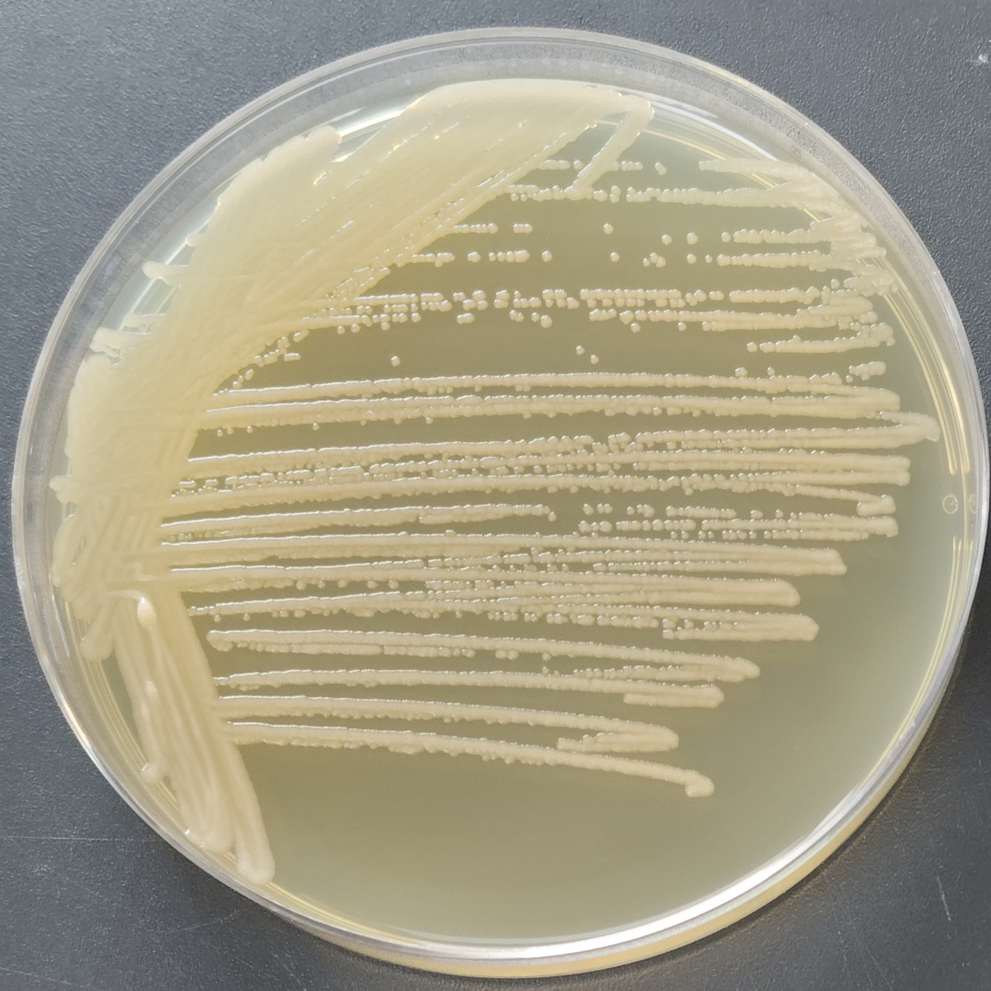Cold resistant Bacillus subtilis-BNCC